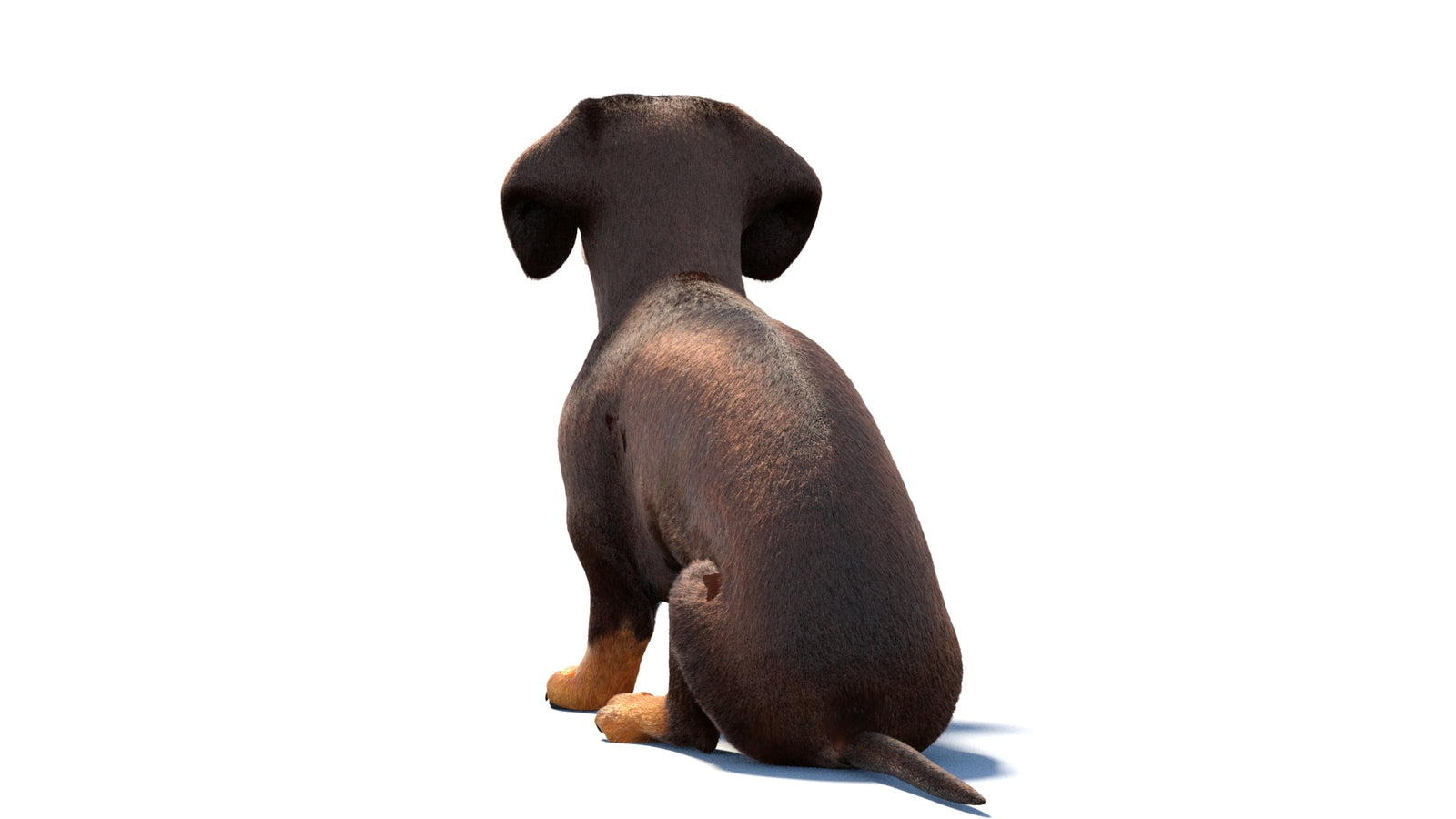 Rigged Dachshund Dog 3D Model Fur 360° view 1 frame 17