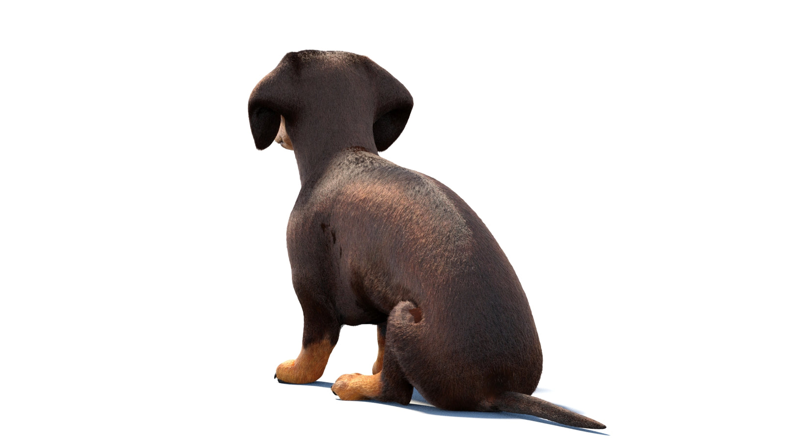 Rigged Dachshund Dog 3D Model Fur 360° view 1 frame 18