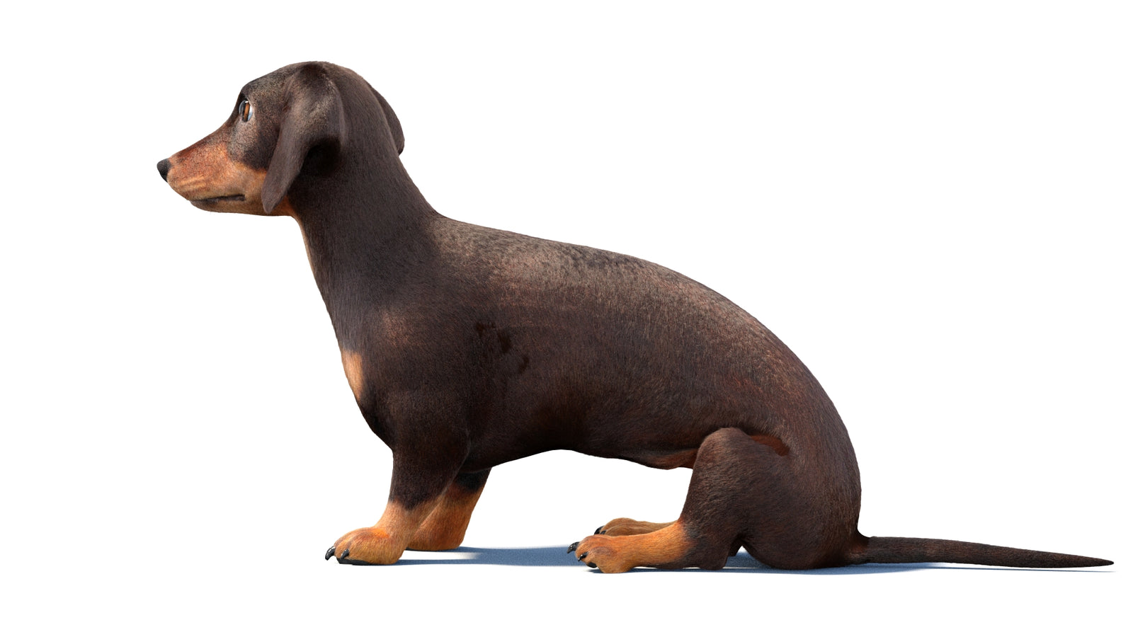 Rigged Dachshund Dog 3D Model Fur 360° view 1 frame 23