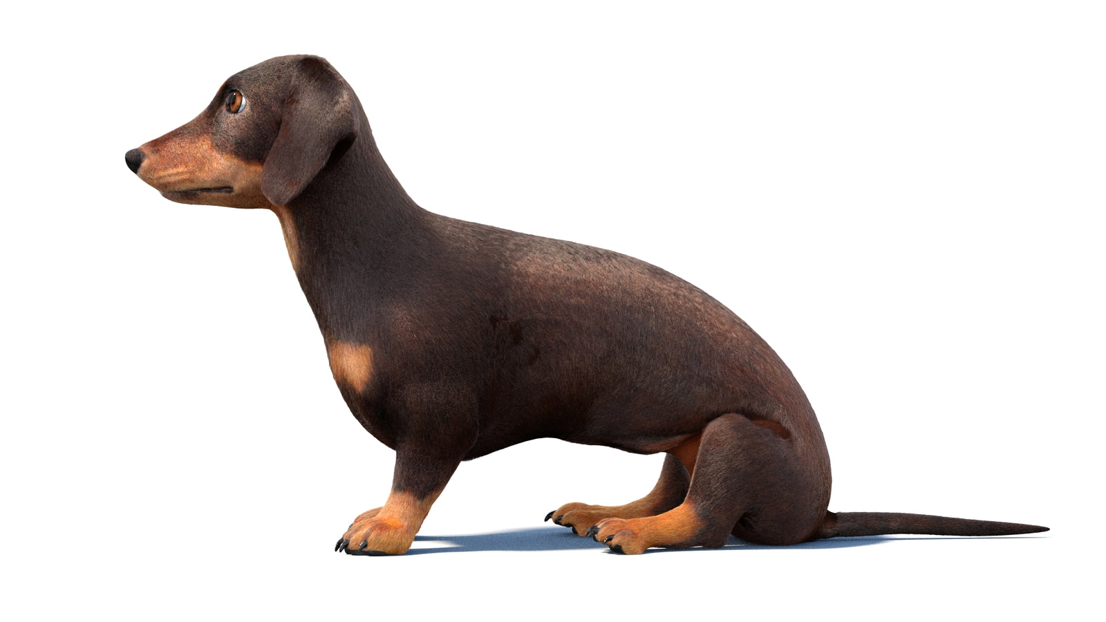 Rigged Dachshund Dog 3D Model Fur 360° view 1 frame 25