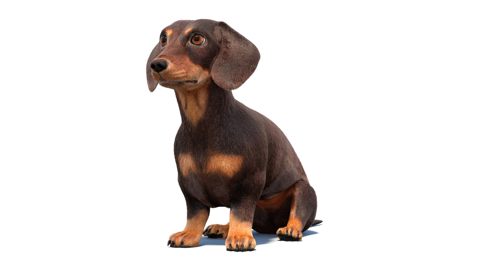 Rigged Dachshund Dog 3D Model Fur 360° view 1 frame 31