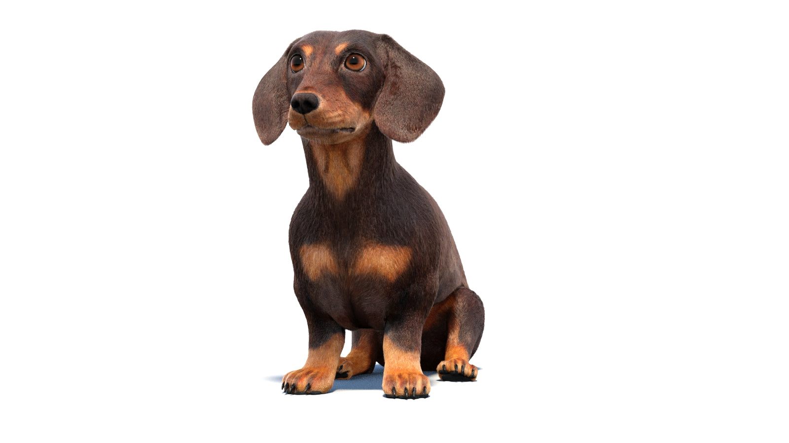 Rigged Dachshund Dog 3D Model Fur 360° view 1 frame 32