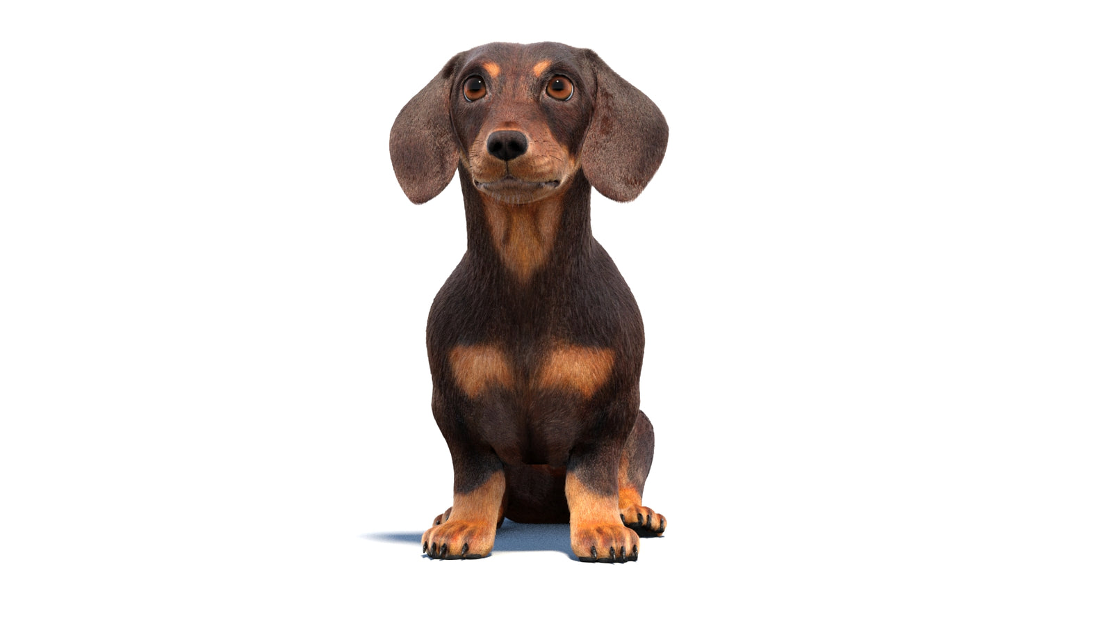 Rigged Dachshund Dog 3D Model Fur 360° view 1 frame 33