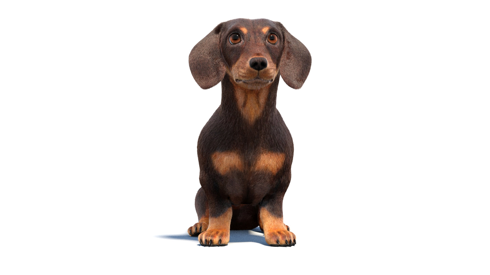Rigged Dachshund Dog 3D Model Fur 360° view 1 frame 34
