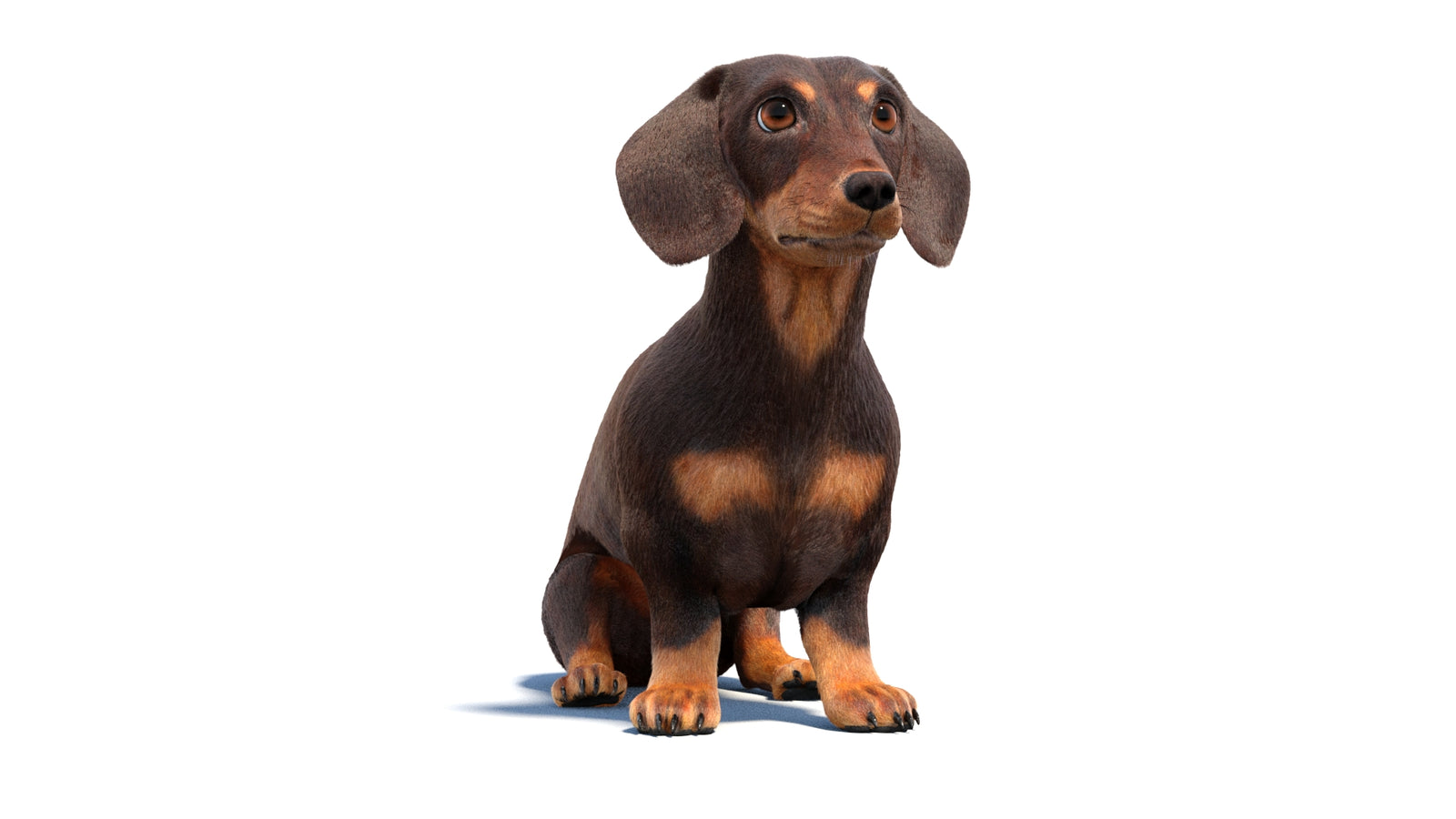Rigged Dachshund Dog 3D Model Fur 360° view 1 frame 35