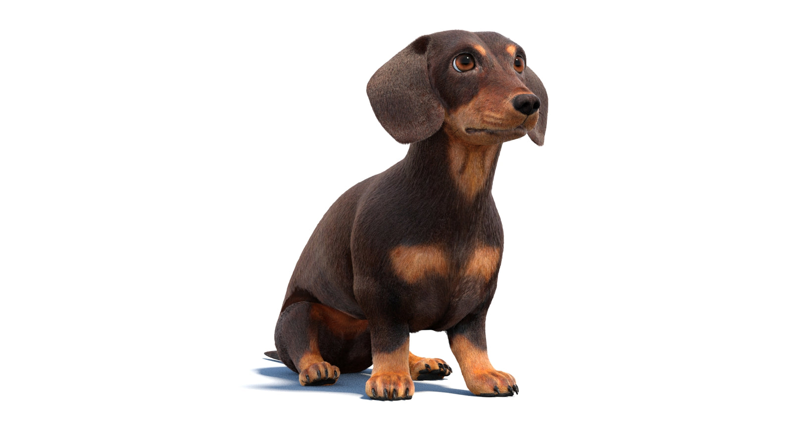 Rigged Dachshund Dog 3D Model Fur 360° view 1 frame 36