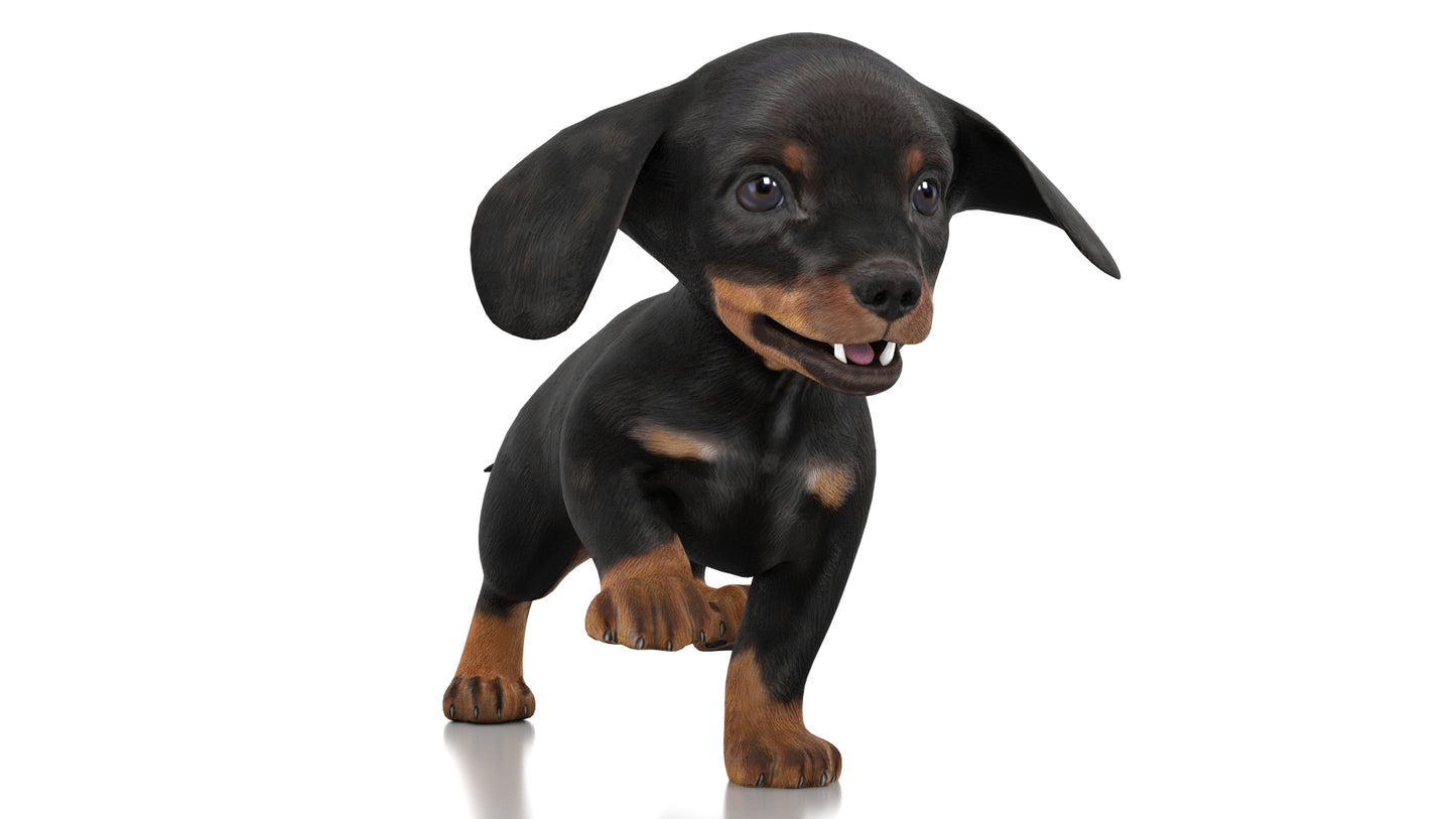 Dachshund Dog Puppy 3D Model Rigged