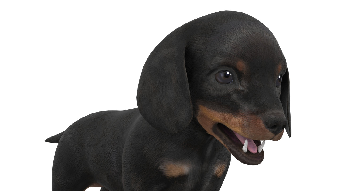 Dachshund Dog Puppy 3D Model Rigged