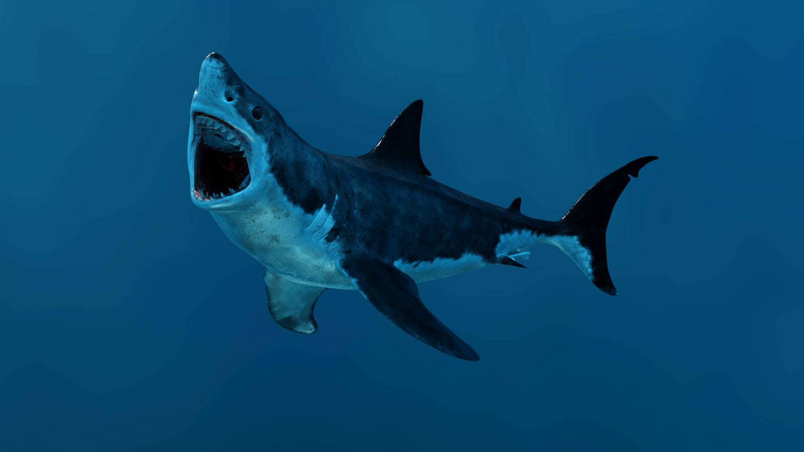 Animated Great White Shark 3D Model 360° view 3 frame 4