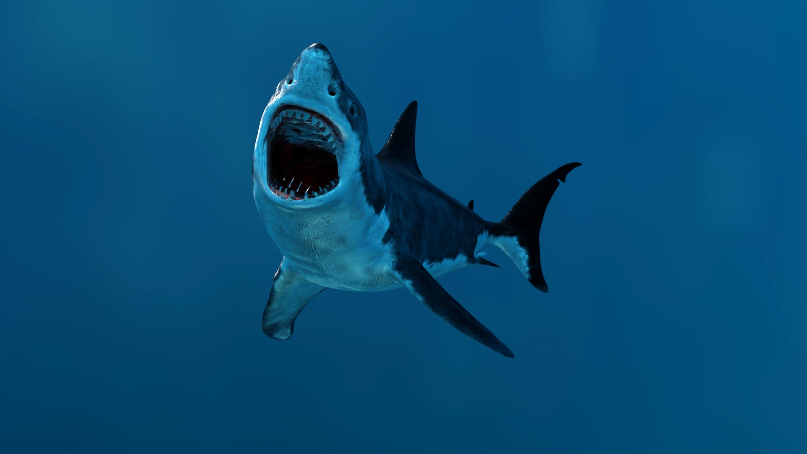 Animated Great White Shark 3D Model 360° view 3 frame 6