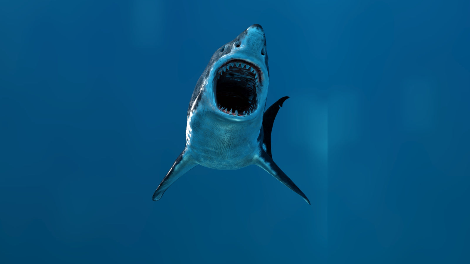 Animated Great White Shark 3D Model 360° view 3 frame 8