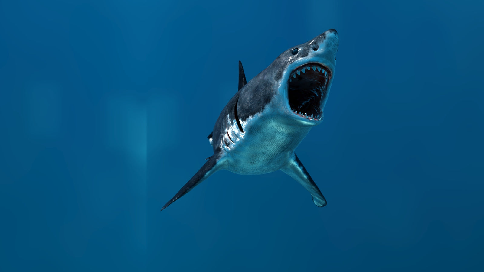 Animated Great White Shark 3D Model 360° view 3 frame 10