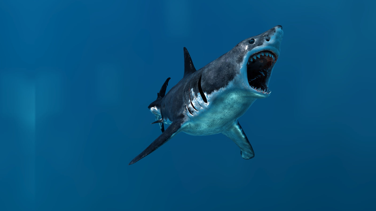 Animated Great White Shark 3D Model 360° view 3 frame 11