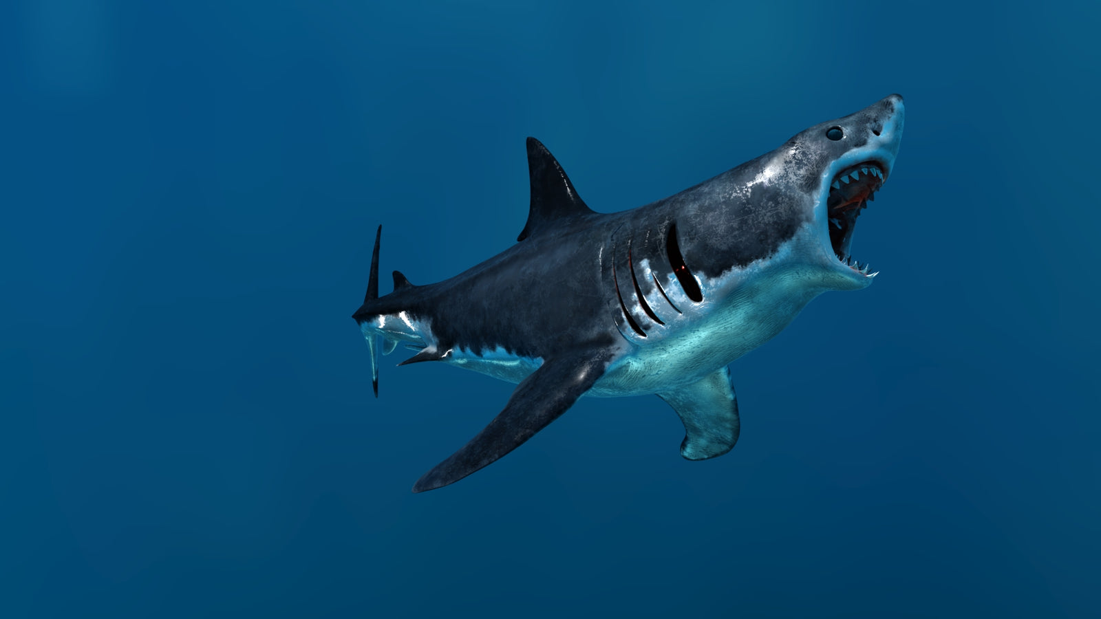 Animated Great White Shark 3D Model 360° view 3 frame 13