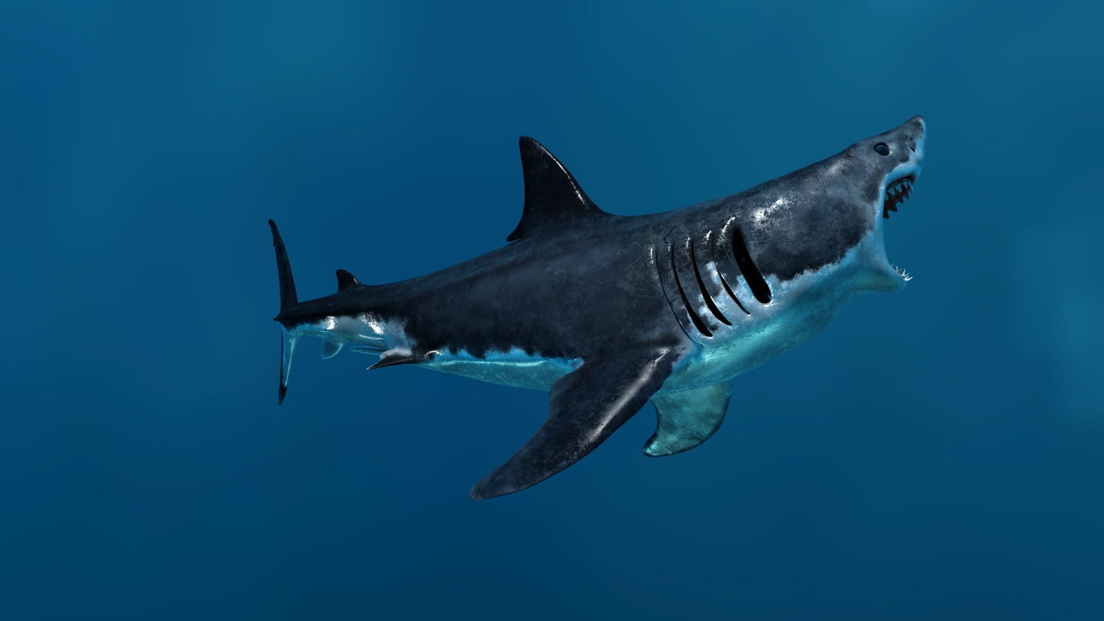 Animated Great White Shark 3D Model 360° view 3 frame 15