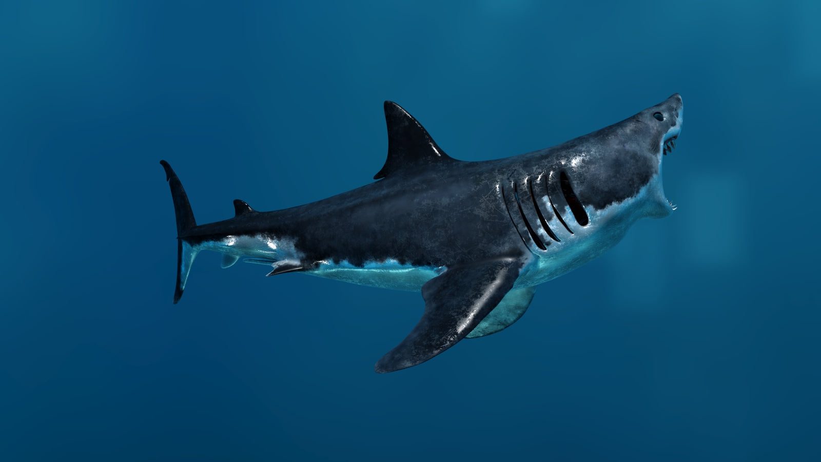 Animated Great White Shark 3D Model 360° view 3 frame 16