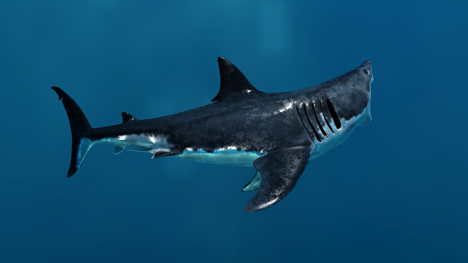 Animated Great White Shark 3D Model 360° view 3 frame 18