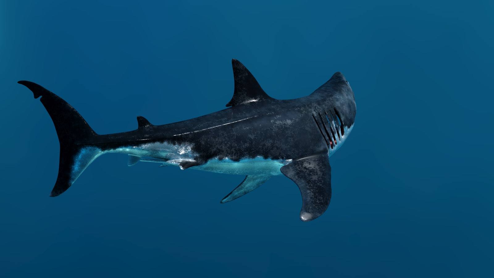 Animated Great White Shark 3D Model 360° view 3 frame 21
