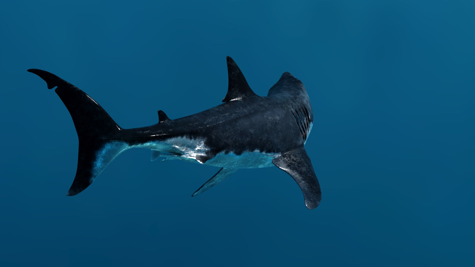 Animated Great White Shark 3D Model 360° view 3 frame 23