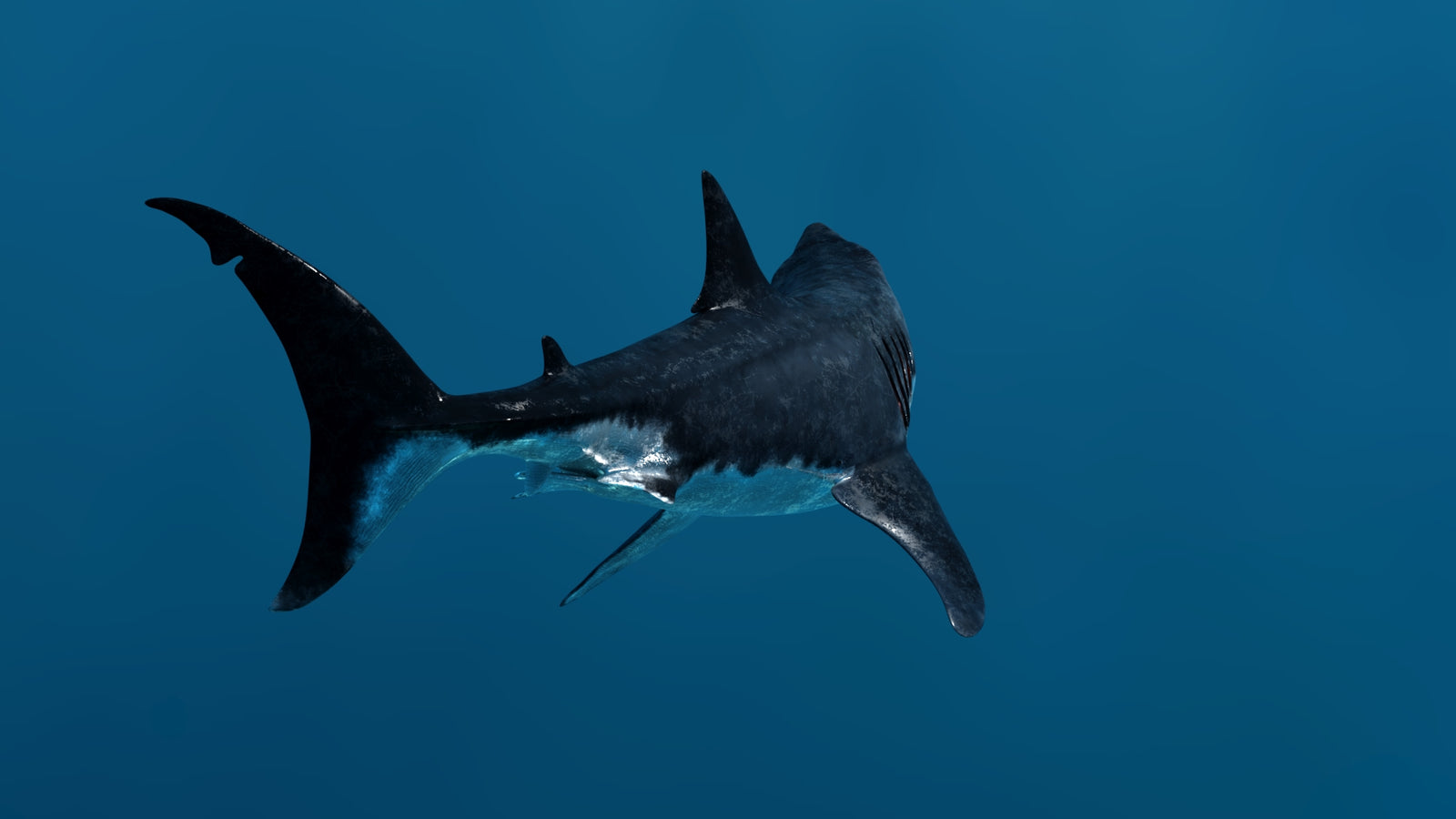 Animated Great White Shark 3D Model 360° view 3 frame 24