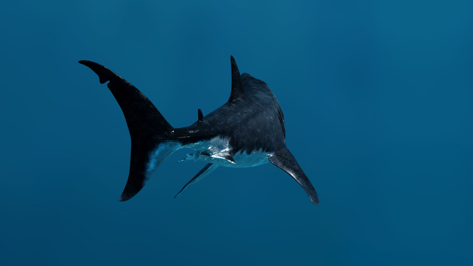 Animated Great White Shark 3D Model 360° view 3 frame 25