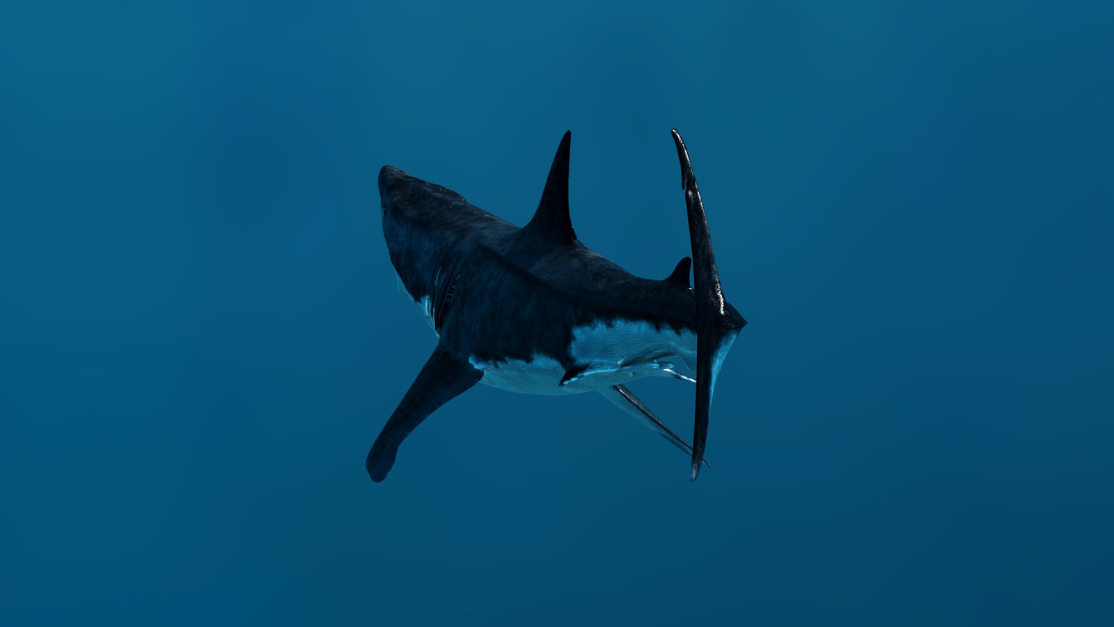 Animated Great White Shark 3D Model 360° view 3 frame 29