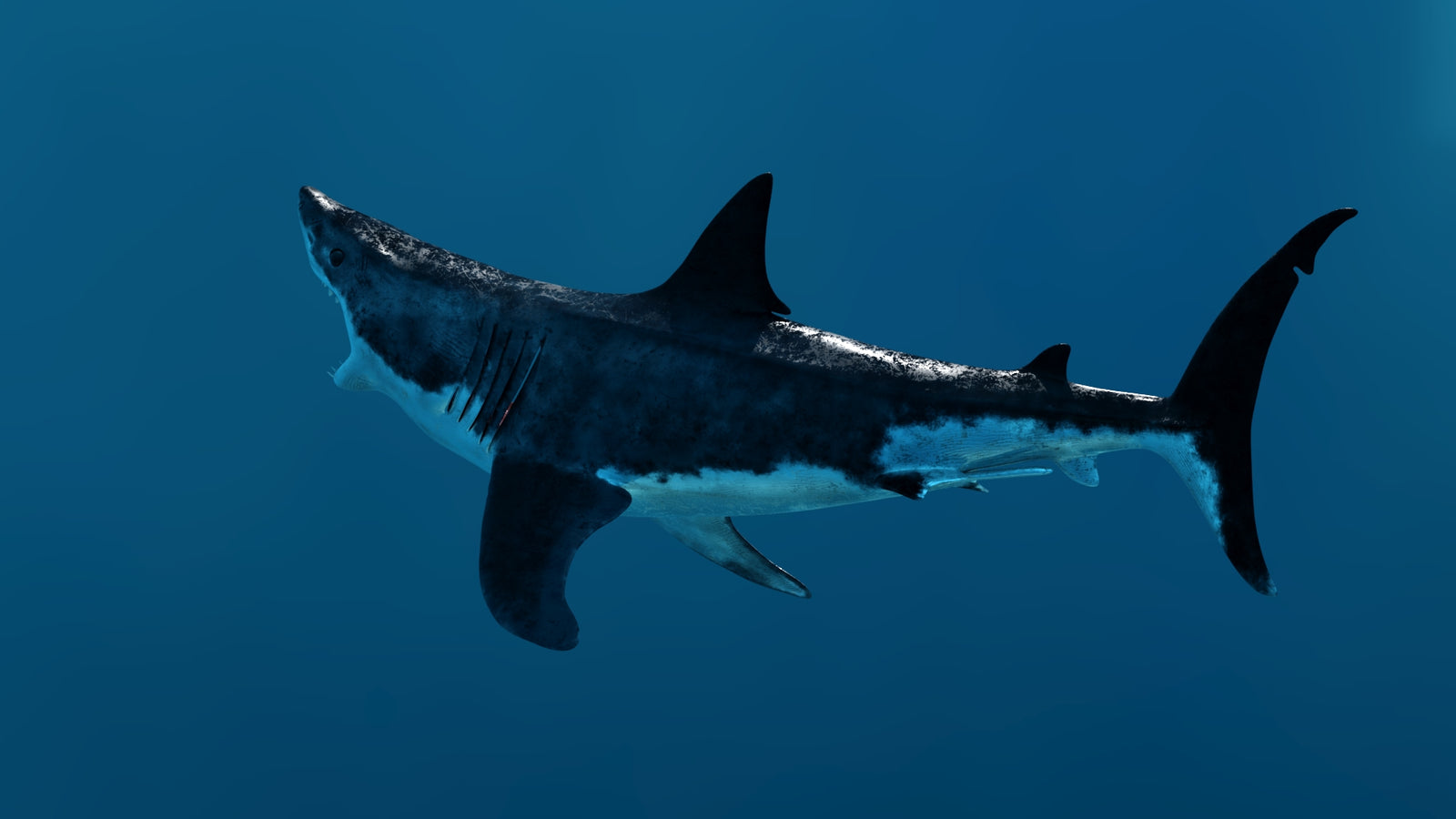 Animated Great White Shark 3D Model 360° view 3 frame 33