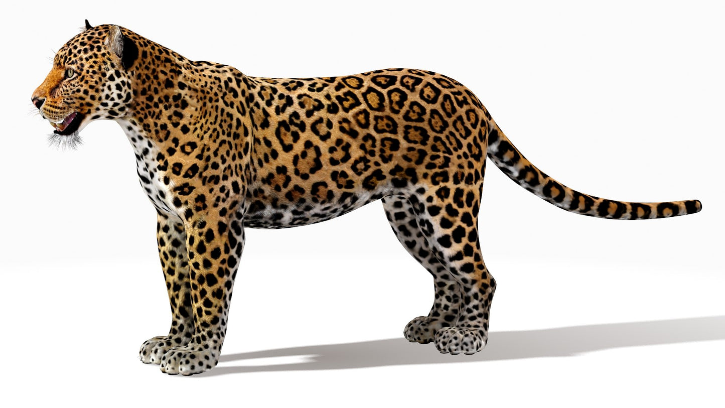 Rigged Jaguar 3D Model