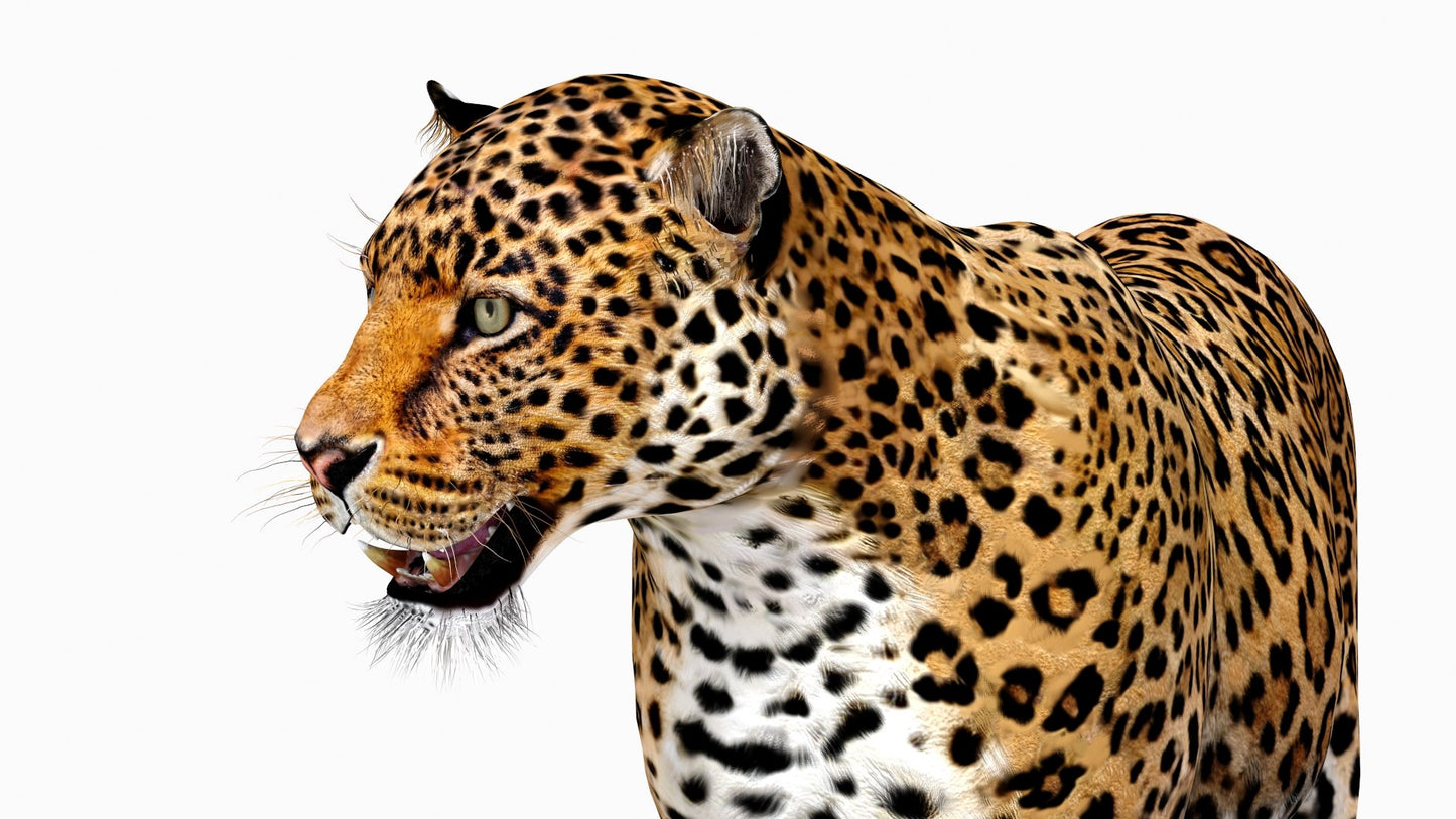 Rigged Jaguar 3D Model