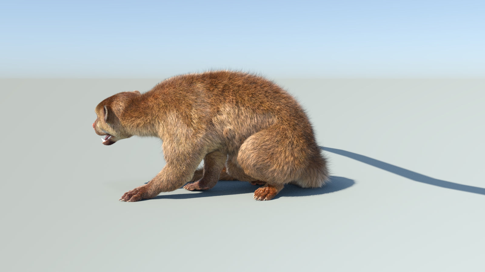Realistic Kinkajou 3D Model Animated Fur 360° view 2 frame 1