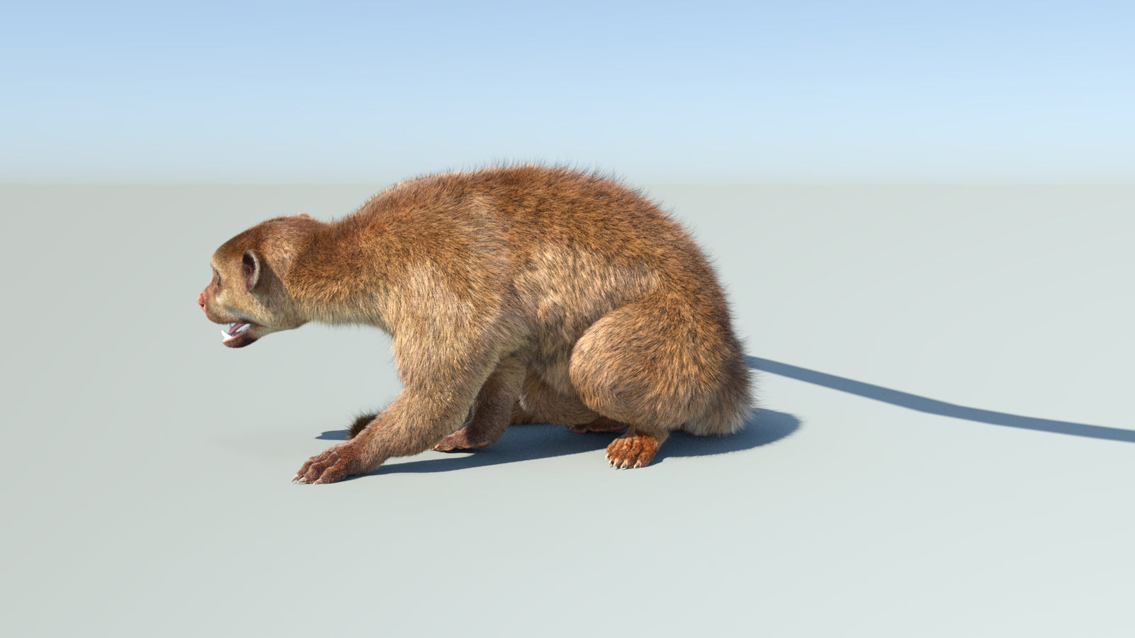 Realistic Kinkajou 3D Model Animated Fur 360° view 2 frame 2