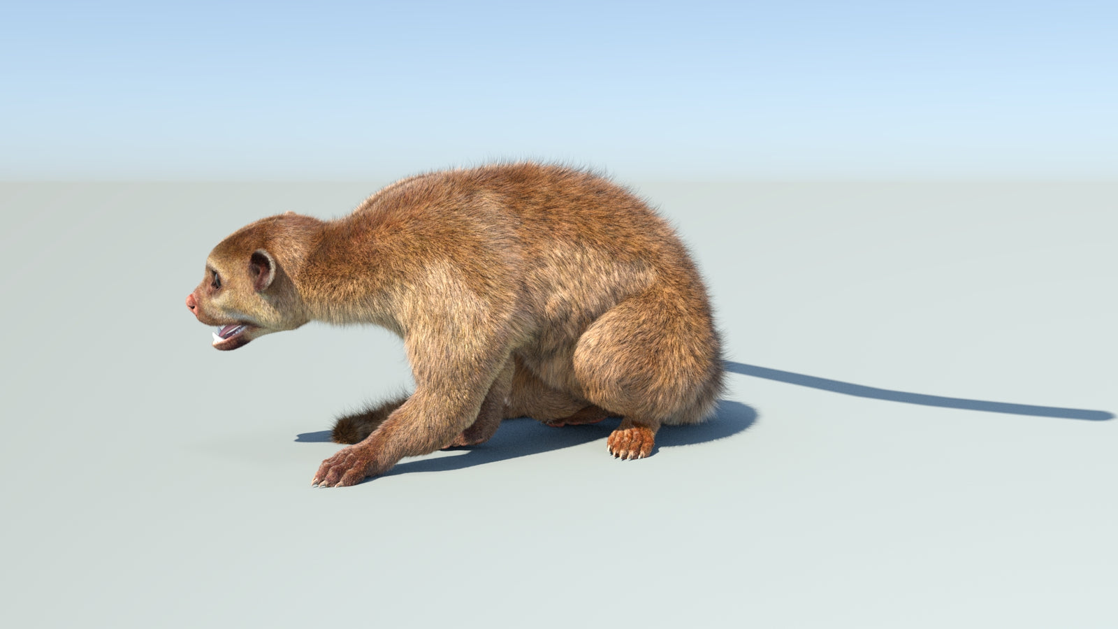 Realistic Kinkajou 3D Model Animated Fur 360° view 2 frame 3