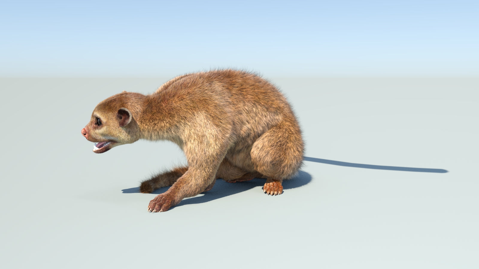 Realistic Kinkajou 3D Model Animated Fur 360° view 2 frame 4