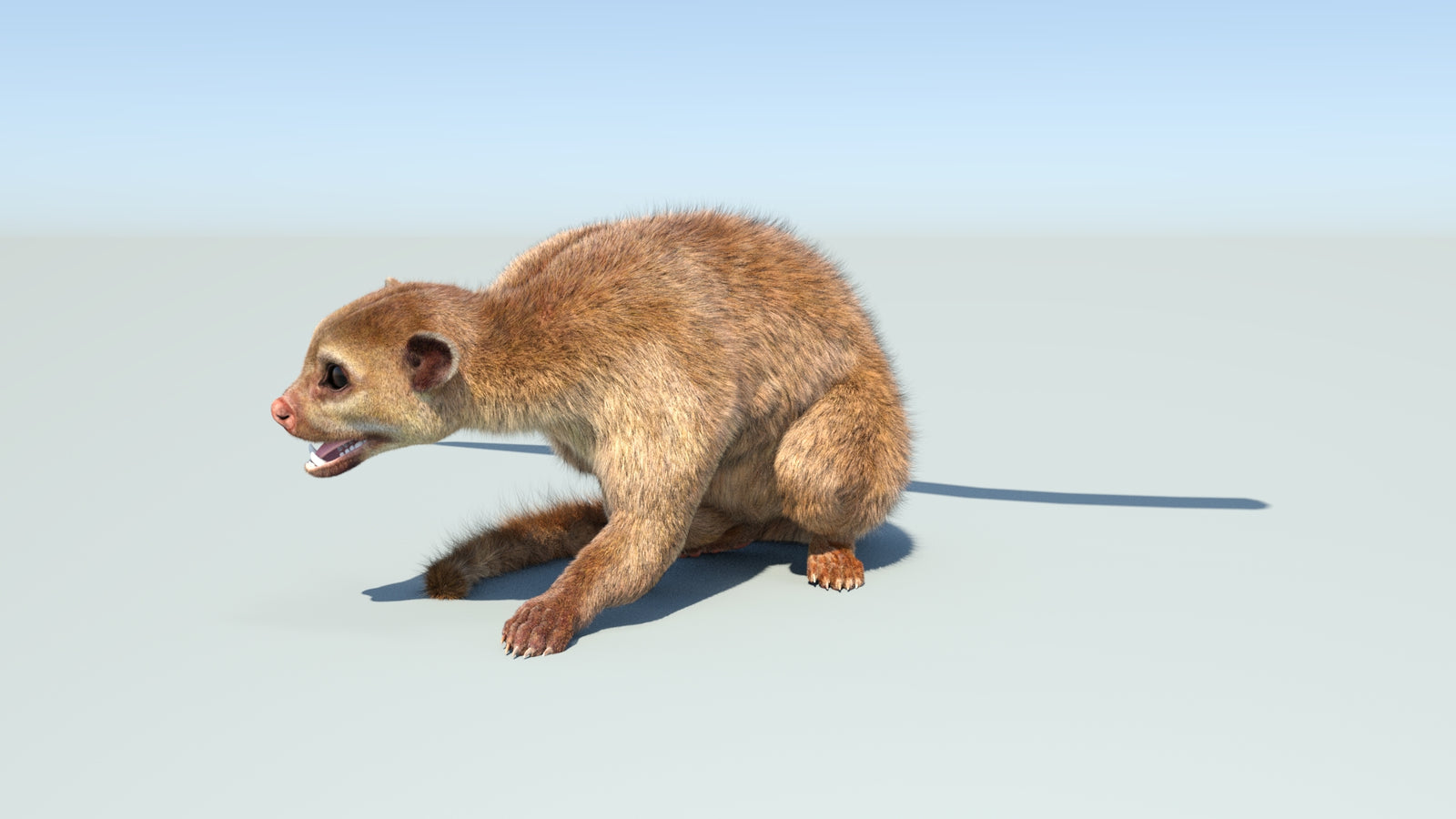 Realistic Kinkajou 3D Model Animated Fur 360° view 2 frame 5