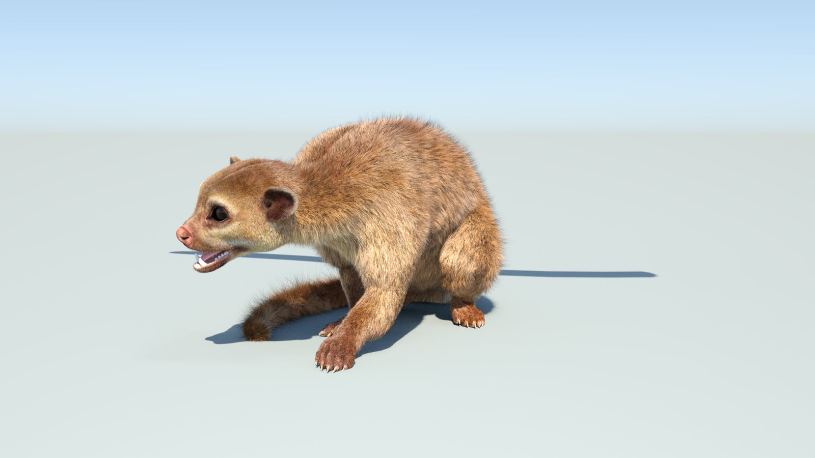 Realistic Kinkajou 3D Model Animated Fur 360° view 2 frame 6