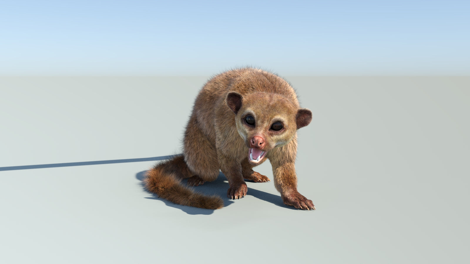 Realistic Kinkajou 3D Model Animated Fur 360° view 2 frame 11