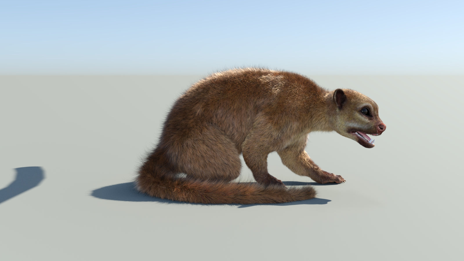 Realistic Kinkajou 3D Model Animated Fur 360° view 2 frame 17