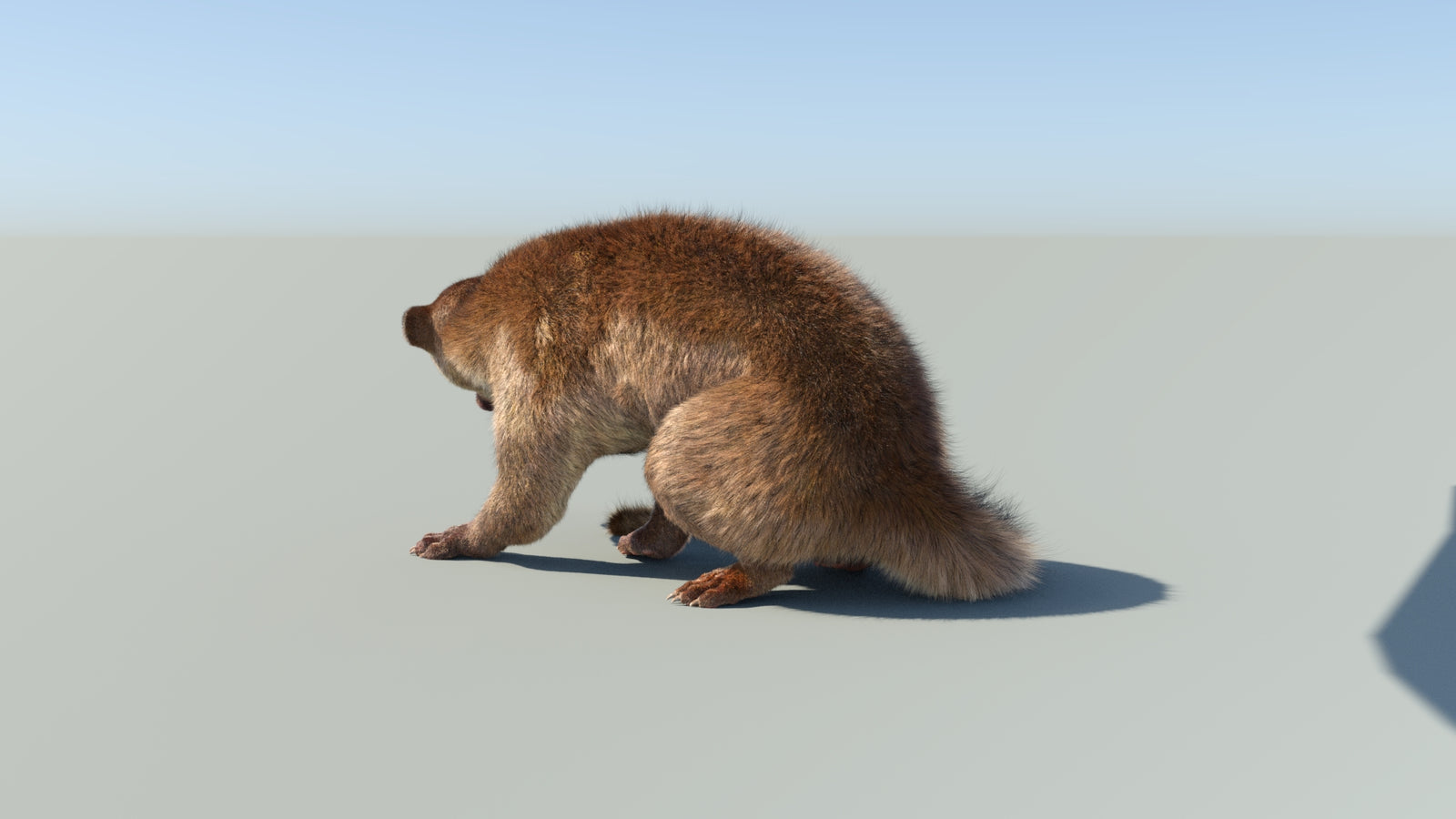 Realistic Kinkajou 3D Model Animated Fur 360° view 2 frame 32