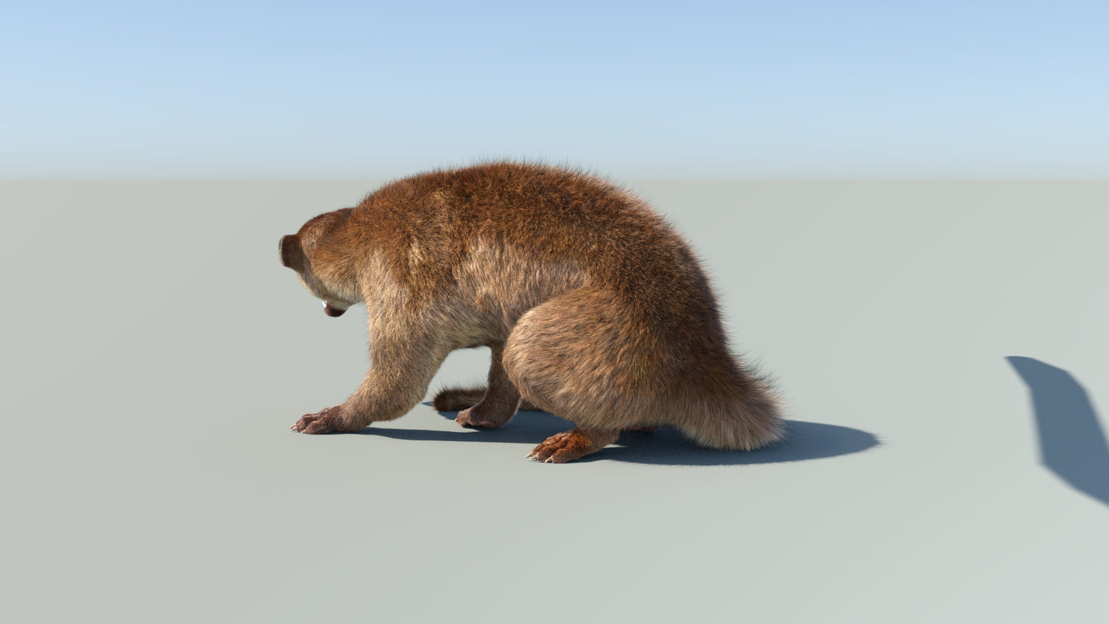 Realistic Kinkajou 3D Model Animated Fur 360° view 2 frame 33