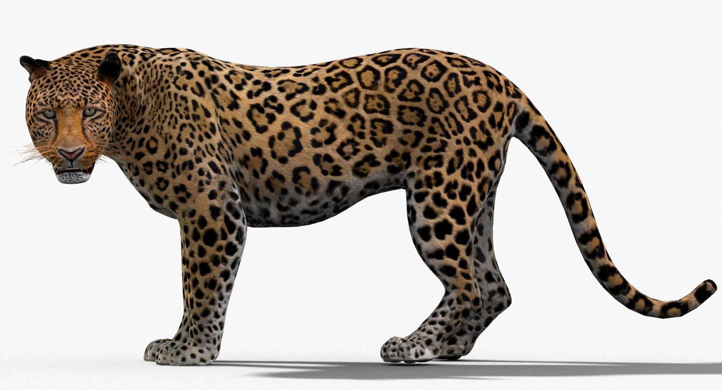 Leopard Rigged 3D Model