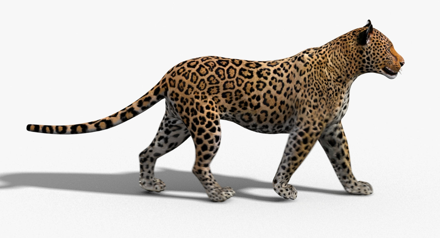 Leopard Rigged 3D Model