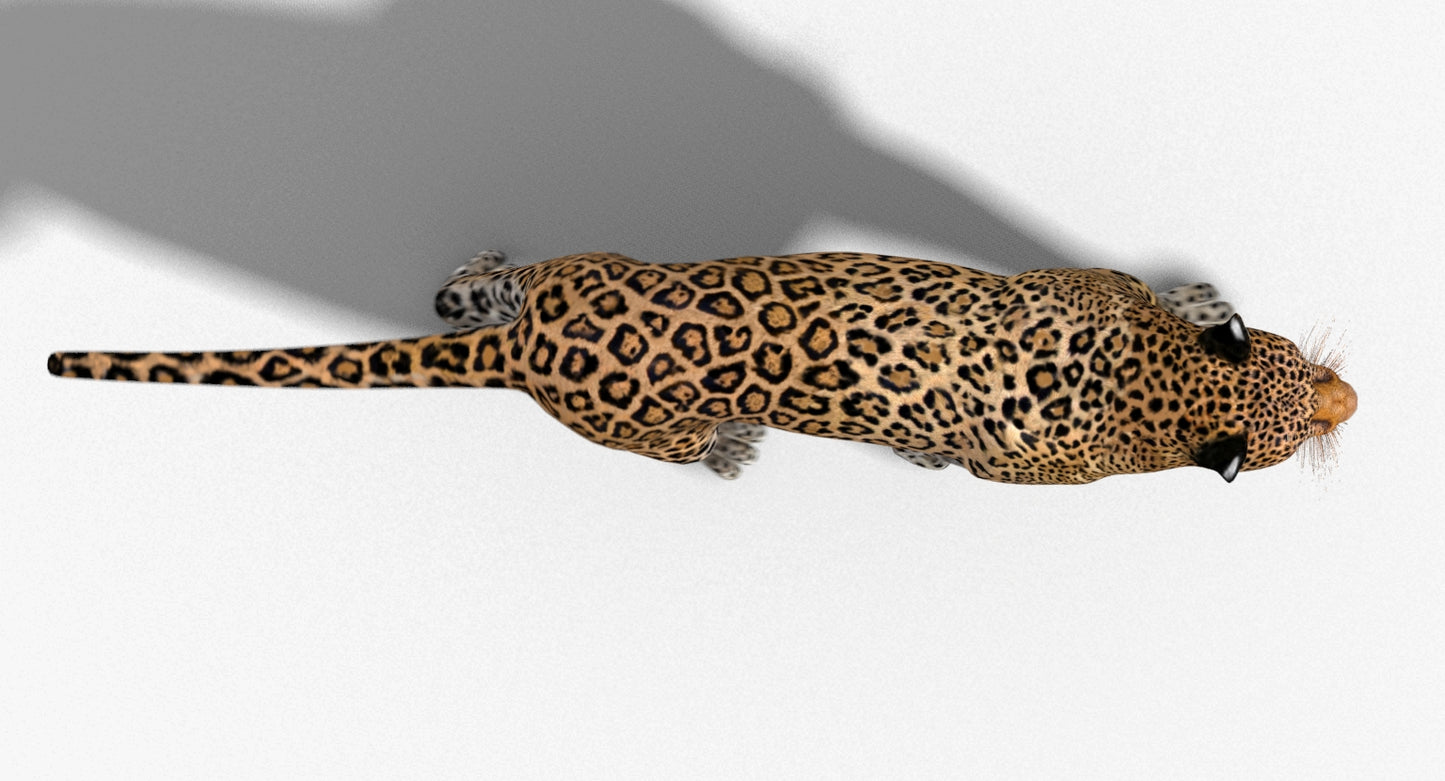 Leopard Rigged 3D Model
