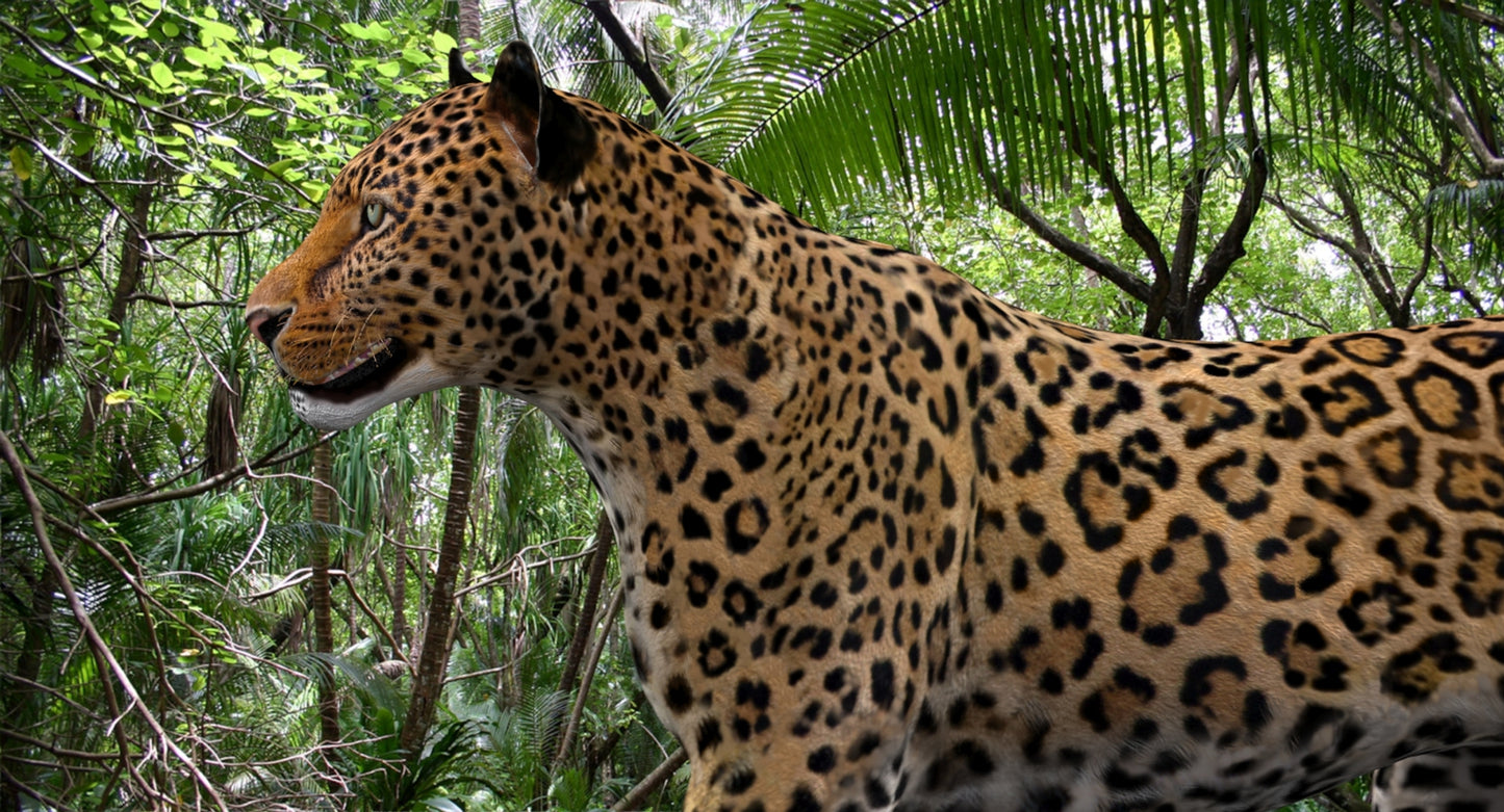 Leopard Rigged 3D Model