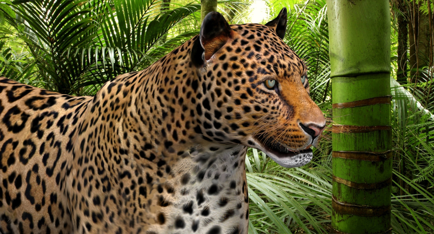 Leopard Rigged 3D Model