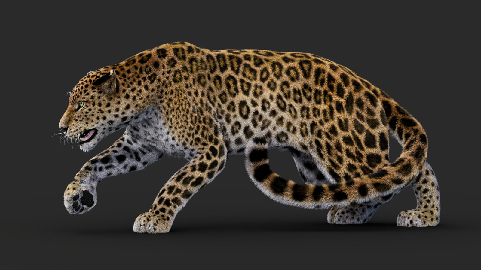 Rigged Leopard 3D Model Fur 360° view 1 frame 2
