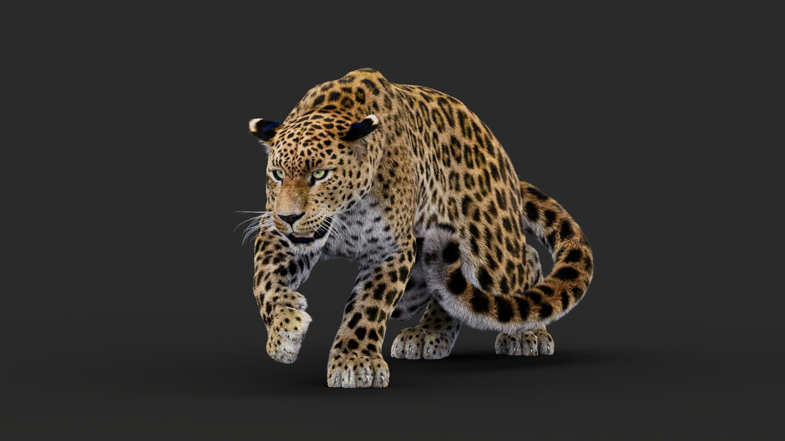 Rigged Leopard 3D Model Fur 360° view 1 frame 7