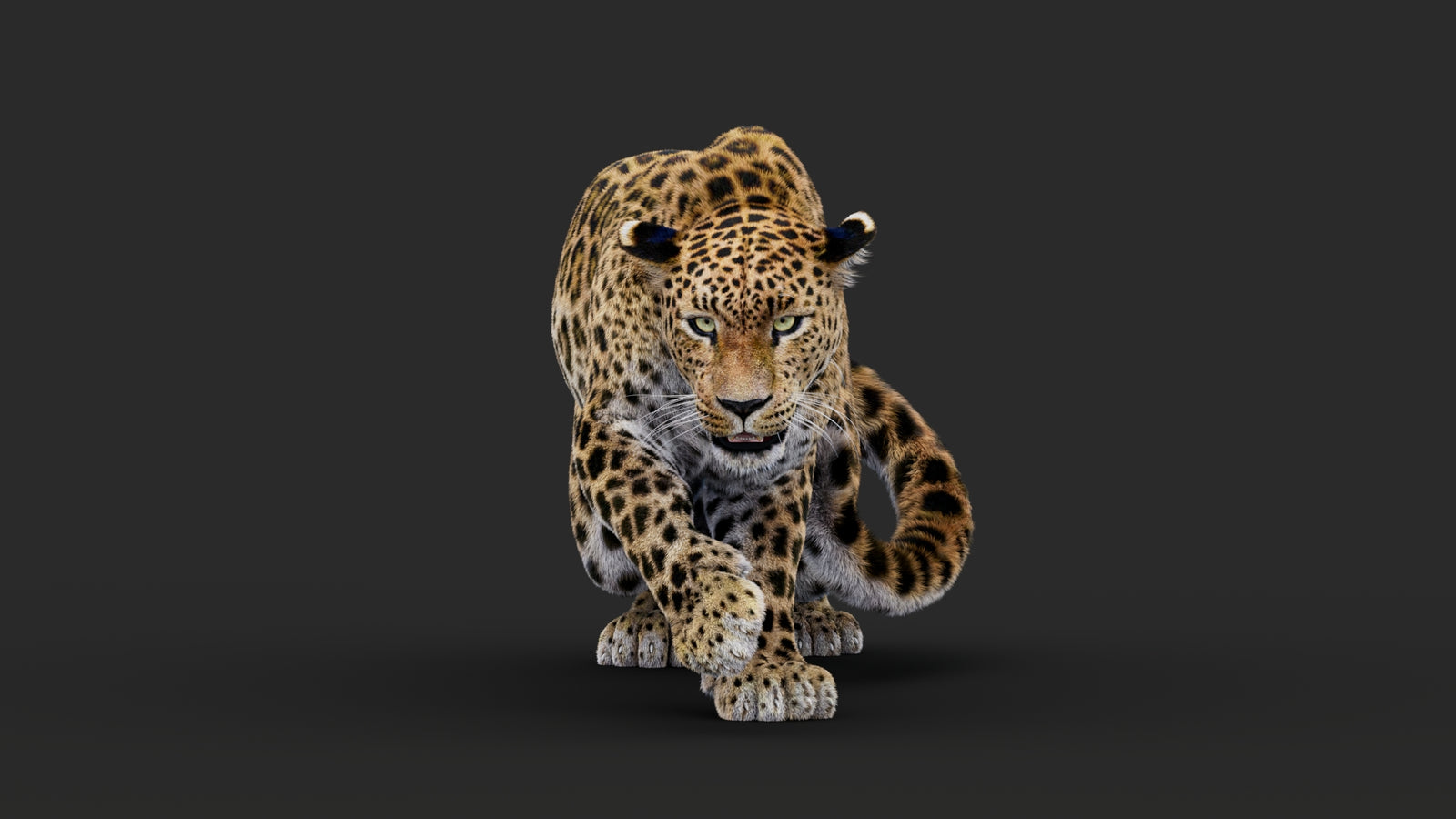 Rigged Leopard 3D Model Fur 360° view 1 frame 9