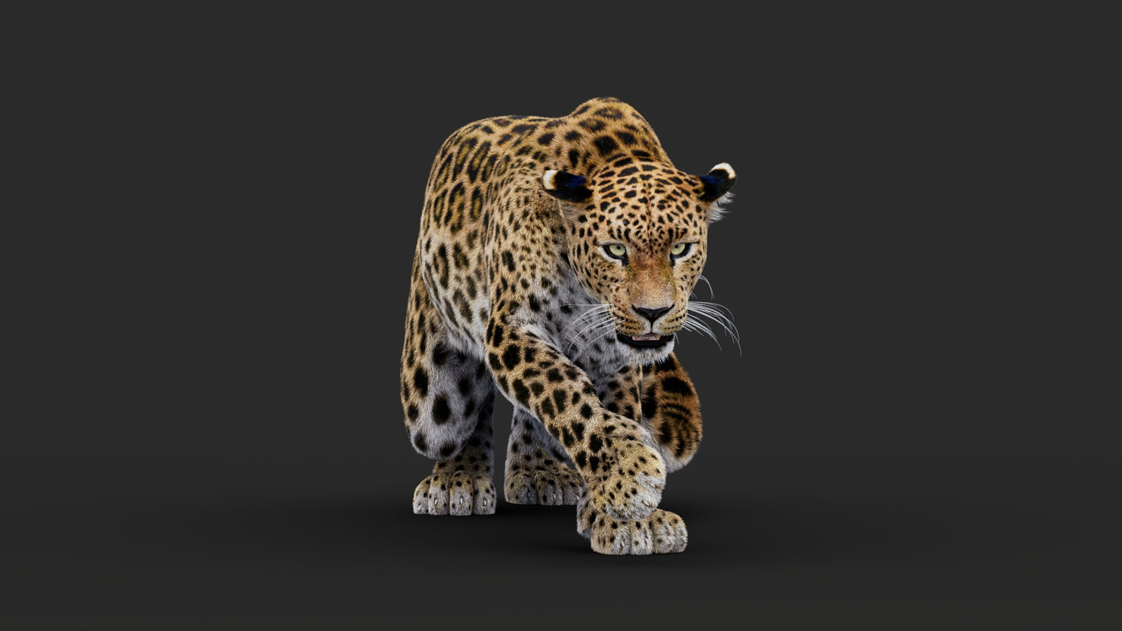 Rigged Leopard 3D Model Fur 360° view 1 frame 10