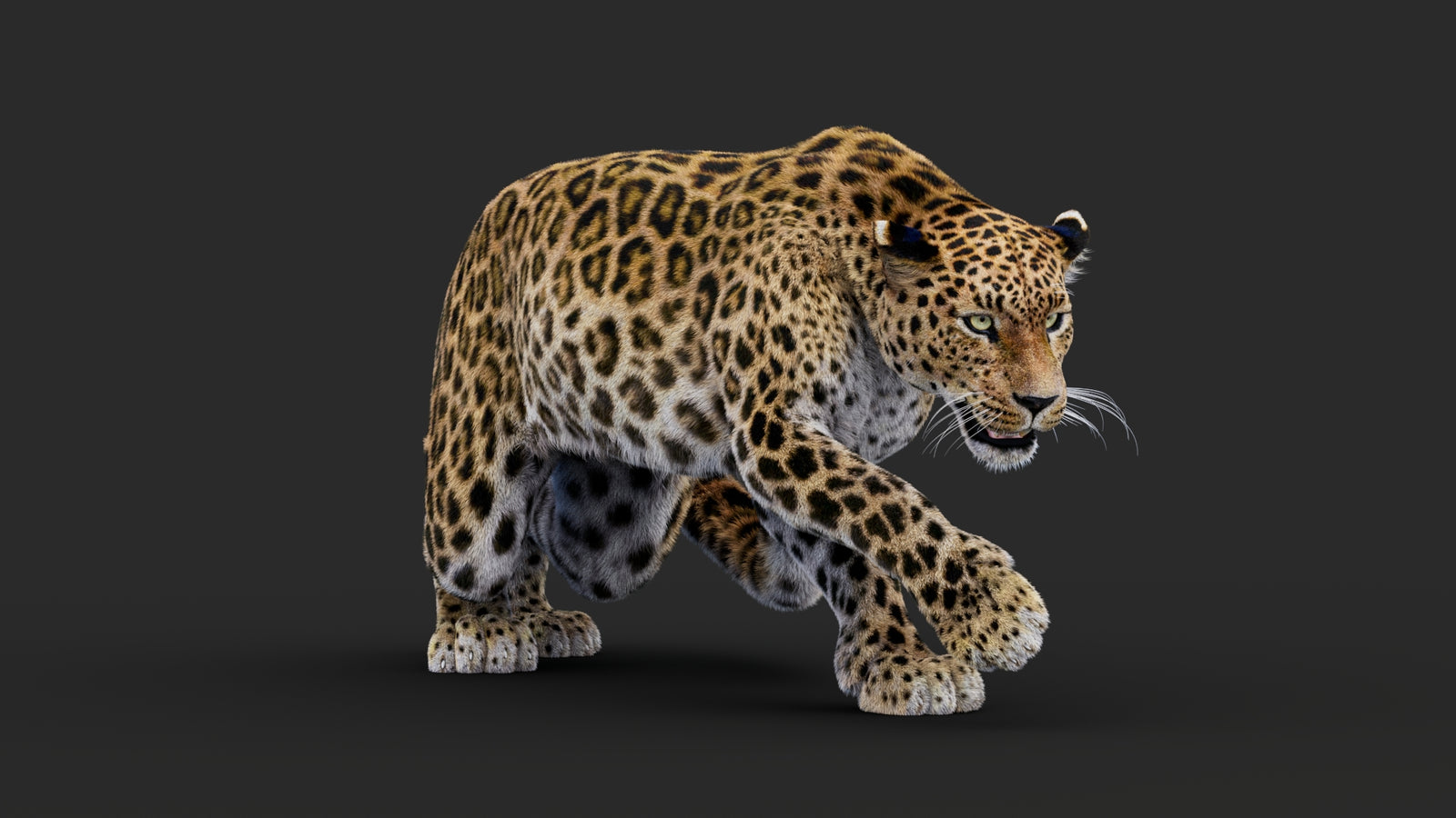 Rigged Leopard 3D Model Fur 360° view 1 frame 12