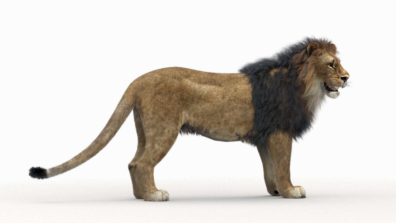 Lion 3D Model Rigged Fur 360° view 1 frame 2